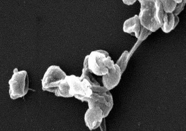 Amyris co-produces farnesene and keratine to boost yeast cells